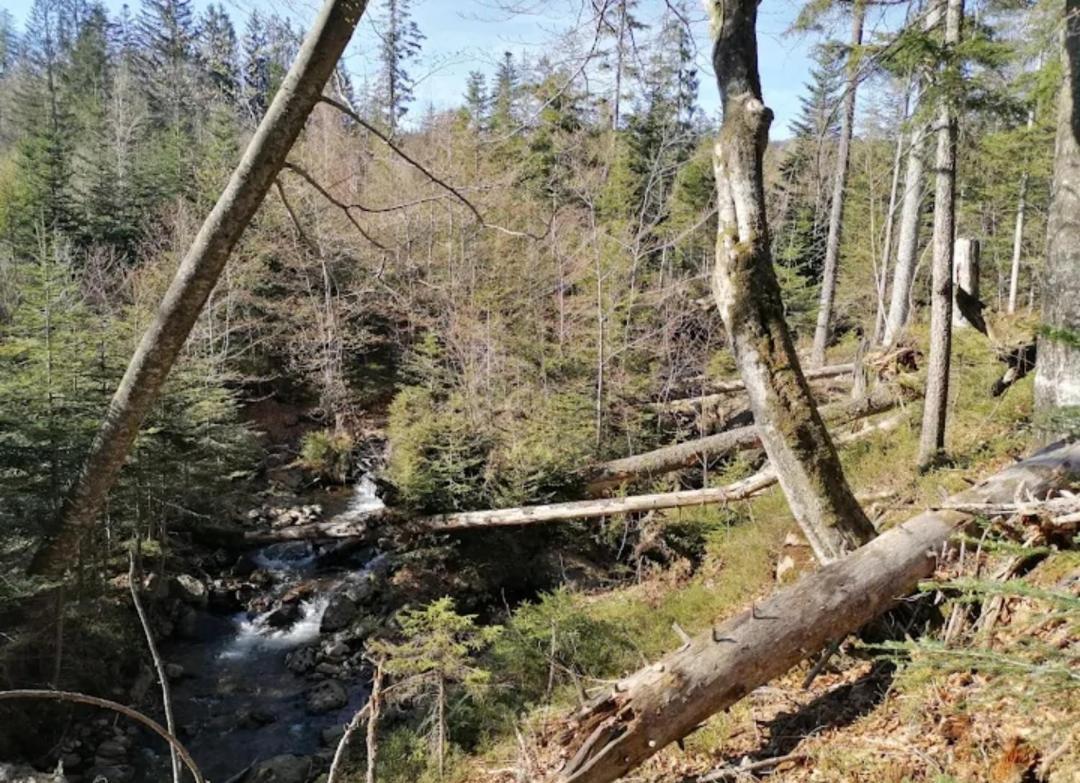 Ferienwohnungen "Haus Daxberg" Idyllisch Gelegen Im Bayerischen Wald Eppenschlag ภายนอก รูปภาพ